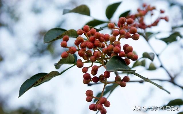 花椒直播能看欧洲杯嘛现在:花椒直播能看欧洲杯嘛现在还能看吗