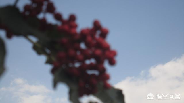 花椒直播能看欧洲杯嘛:花椒直播能看欧洲杯嘛