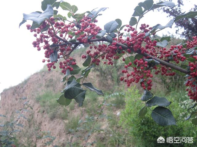 花椒直播可以看欧洲杯:花椒直播可以看欧洲杯吗