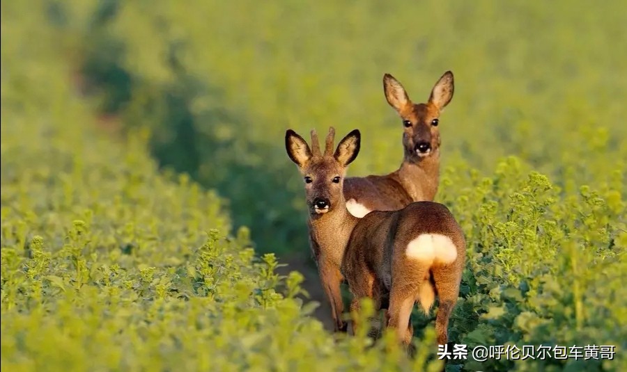 锡林浩特欧洲杯直播:图片不能双指放大