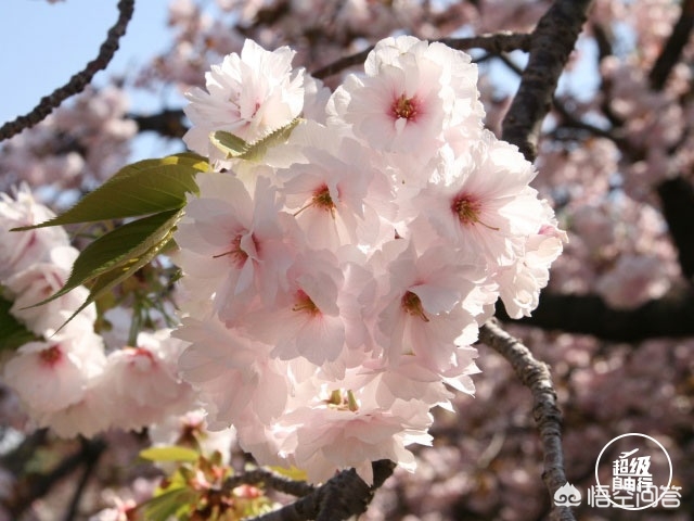 眉山哪里看欧洲杯直播好:眉山哪里看欧洲杯直播好点