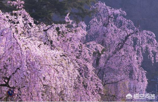 眉山哪里看欧洲杯直播好:眉山哪里看欧洲杯直播好点