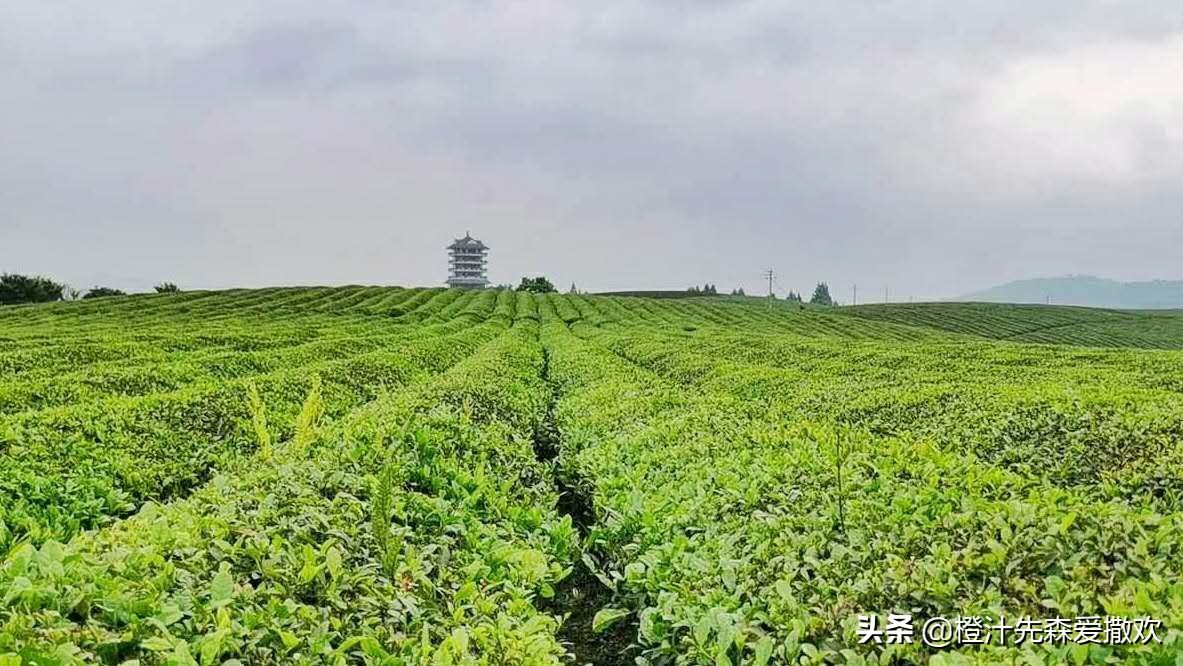 鲁山哪里能看欧洲杯直播:鲁山哪里能看欧洲杯直播的