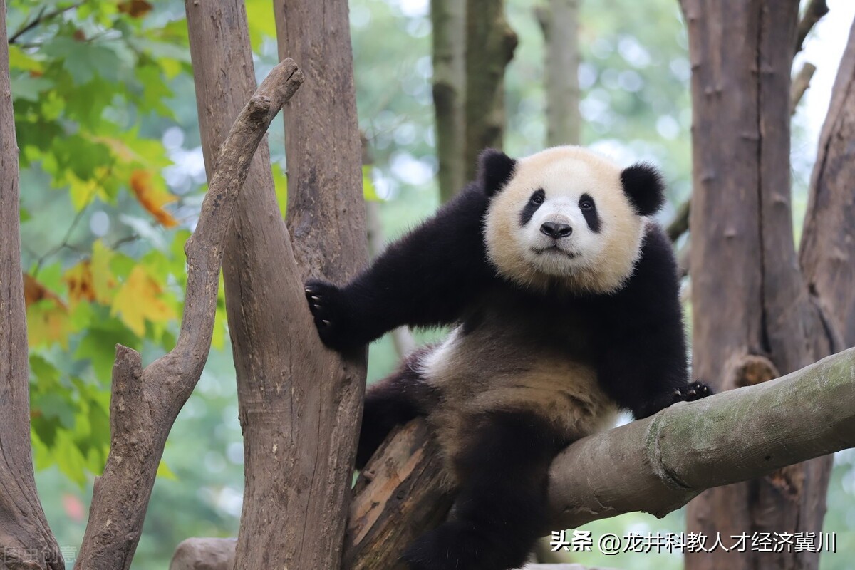 呼市看欧洲杯直播:呼市看欧洲杯直播的地方