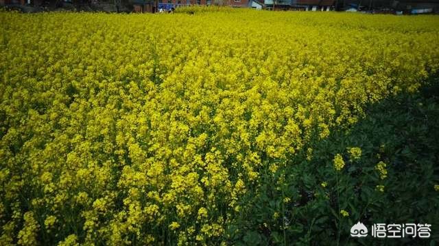 昆明欧洲杯直播平台在哪里:昆明欧洲杯直播平台在哪里看