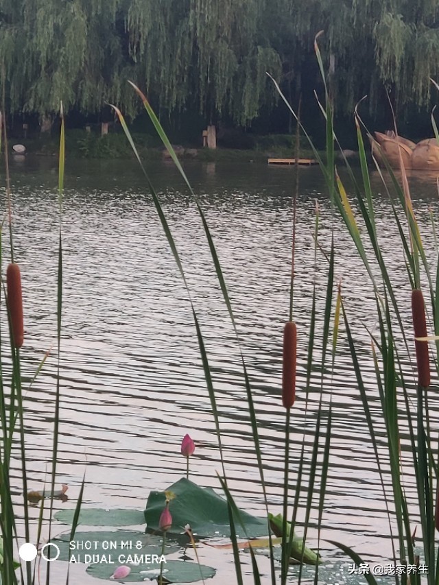 荔湾看欧洲杯在哪里看直播:荔湾看欧洲杯在哪里看直播的