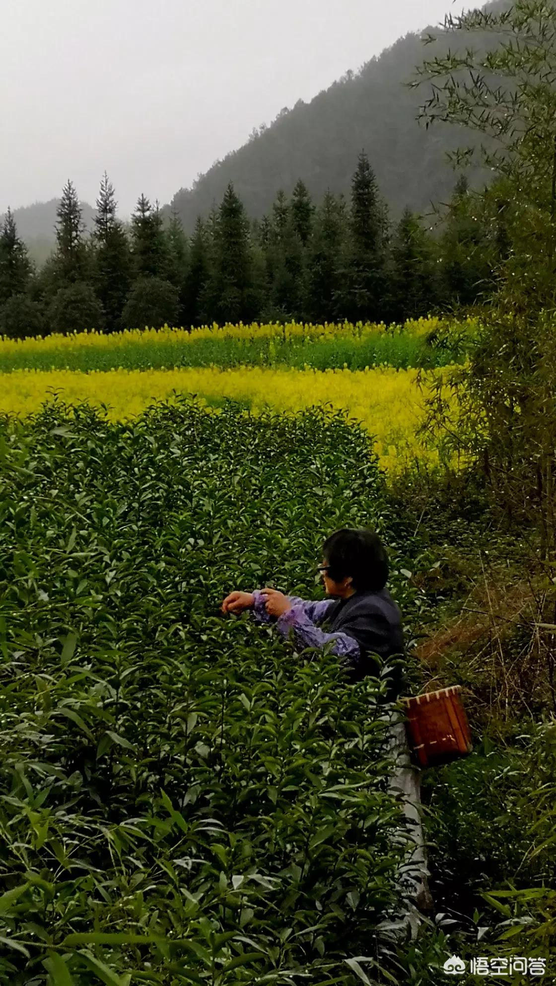 欧洲杯今晚大地直播:欧洲杯今晚大地直播回放